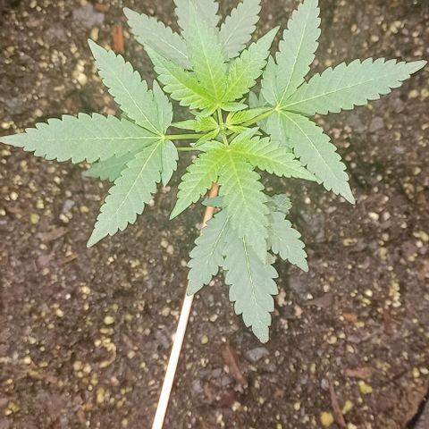 Jelly Donutz growlog timeline photo
