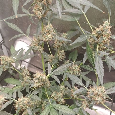 Auto Mango Sherbert growlog timeline photo