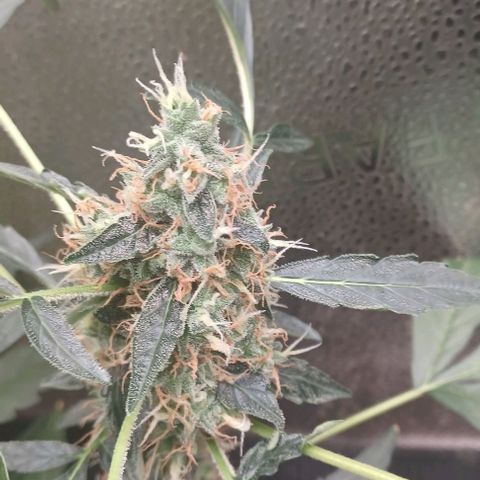 Auto Mango Sherbert growlog timeline photo