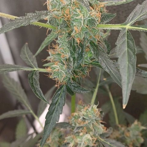 Auto Mango Sherbert growlog timeline photo