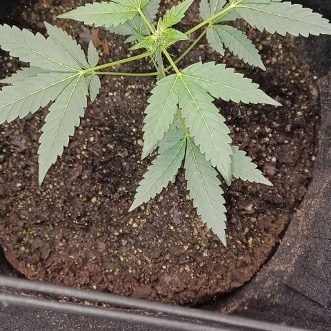 Jelly Donutz growlog timeline photo