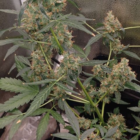 Auto Mango Sherbert growlog timeline photo