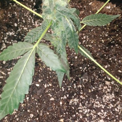 Jelly Donutz growlog timeline photo