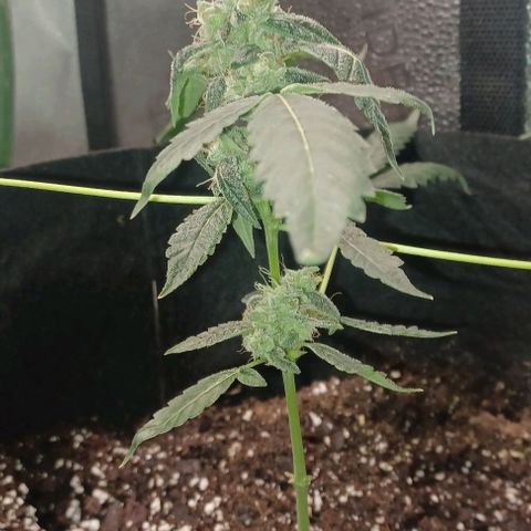 Jelly Donutz growlog timeline photo