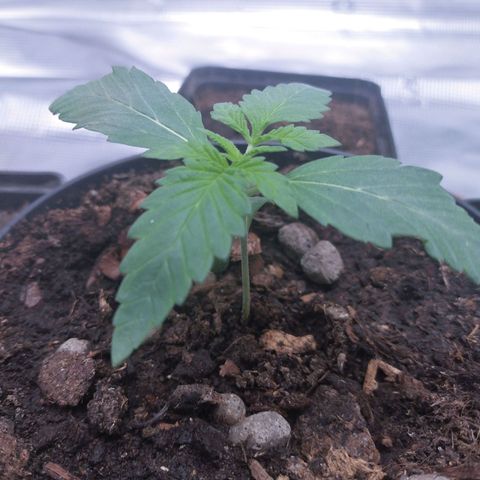 Wedding Gelato growlog timeline photo