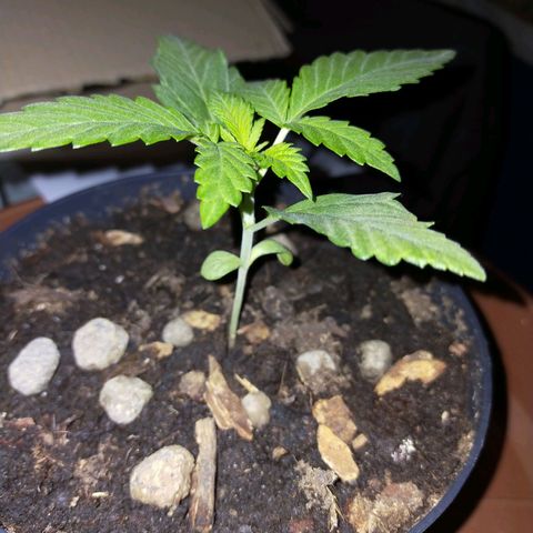 Wedding Gelato growlog timeline photo
