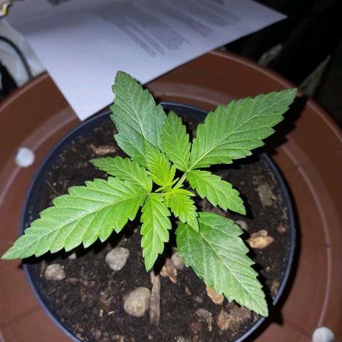 Wedding Gelato growlog timeline photo