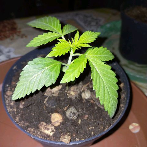 Wedding Gelato growlog timeline photo