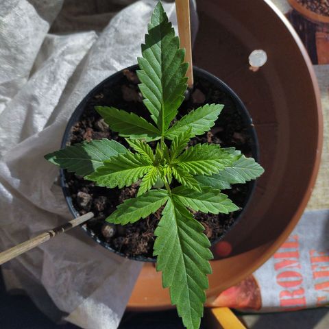 Wedding Gelato growlog timeline photo