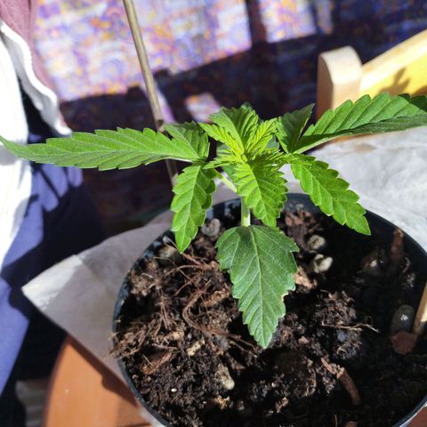 Wedding Gelato growlog timeline photo