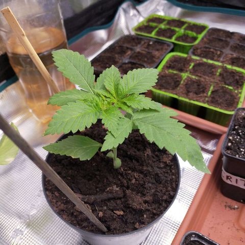 Wedding Gelato growlog timeline photo