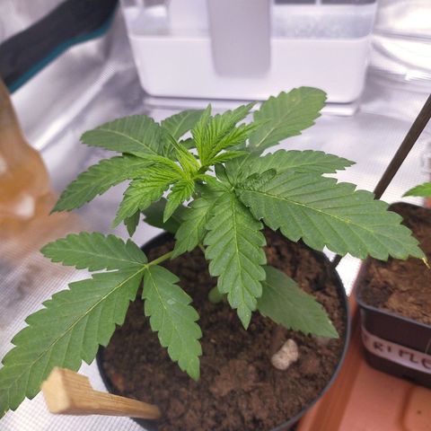 Wedding Gelato growlog timeline photo