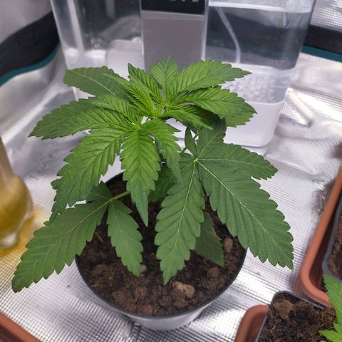 Wedding Gelato growlog timeline photo