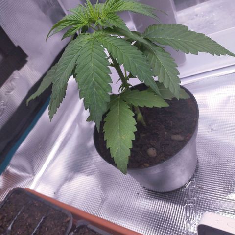 Wedding Gelato growlog timeline photo
