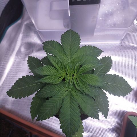 Wedding Gelato growlog timeline photo