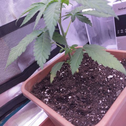 Wedding Gelato growlog timeline photo