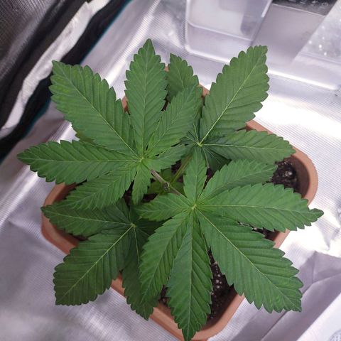 Wedding Gelato growlog timeline photo