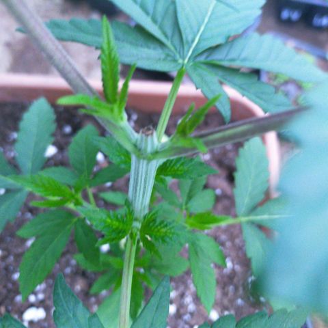 Wedding Gelato growlog timeline photo