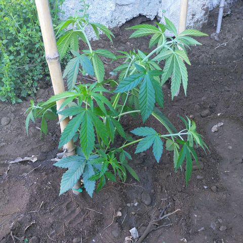 Wedding Gelato growlog timeline photo