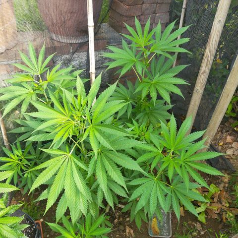 Wedding Gelato growlog timeline photo