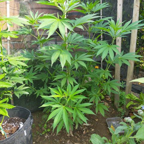 Wedding Gelato growlog timeline photo