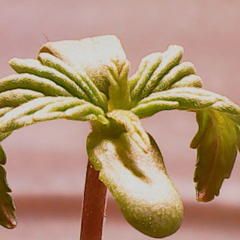 Anna growlog timeline photo