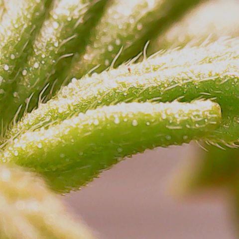 Anna growlog timeline photo