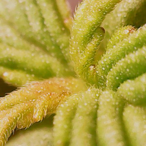 Anna growlog timeline photo