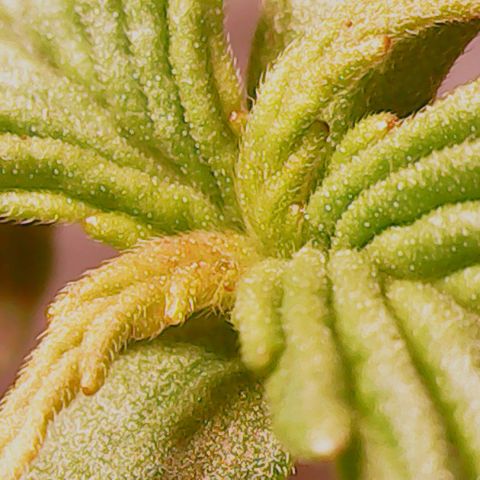Anna growlog timeline photo