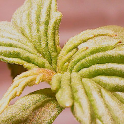 Anna growlog timeline photo