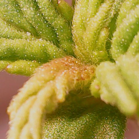 Anna growlog timeline photo