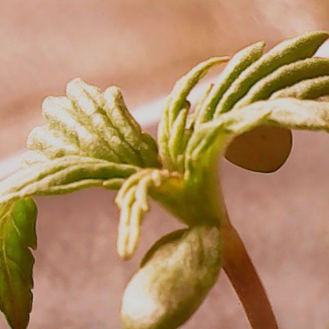 Anna growlog timeline photo