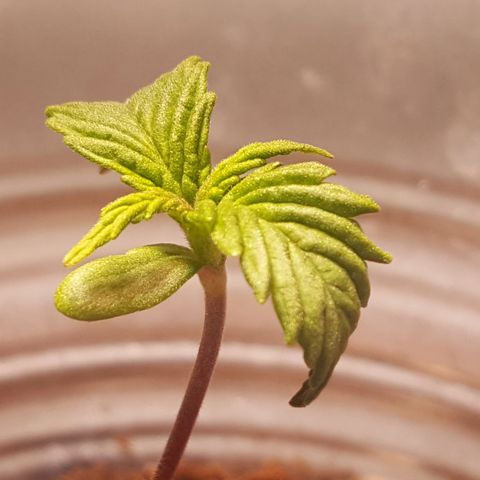 Anna growlog timeline photo