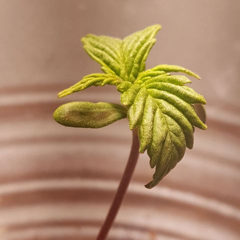 Anna growlog timeline photo