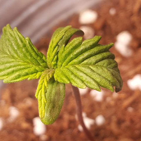 Anna growlog timeline photo