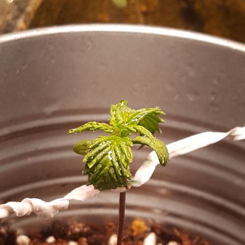 Anna growlog timeline photo