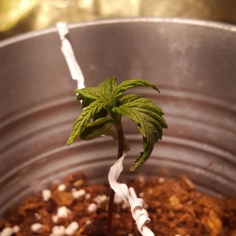 Anna growlog timeline photo