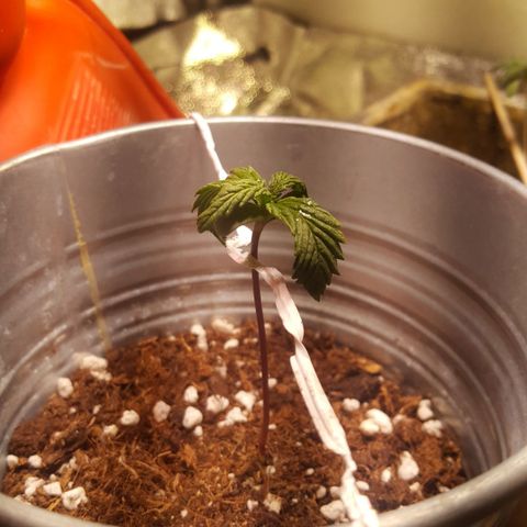 Anna growlog timeline photo