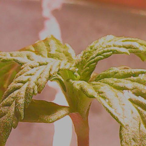 Anna growlog timeline photo