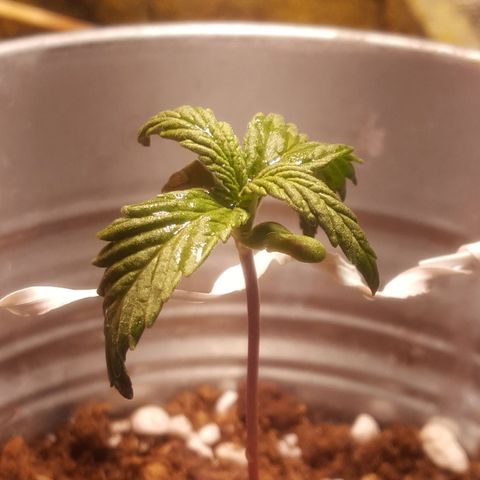 Anna growlog timeline photo