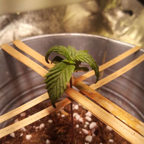 Anna growlog timeline photo