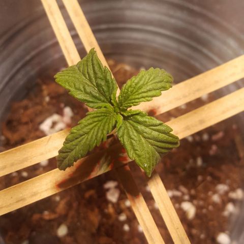 Anna growlog timeline photo