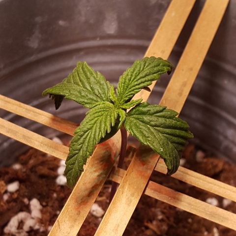 Anna growlog timeline photo