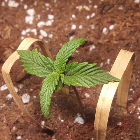 Anna growlog timeline photo