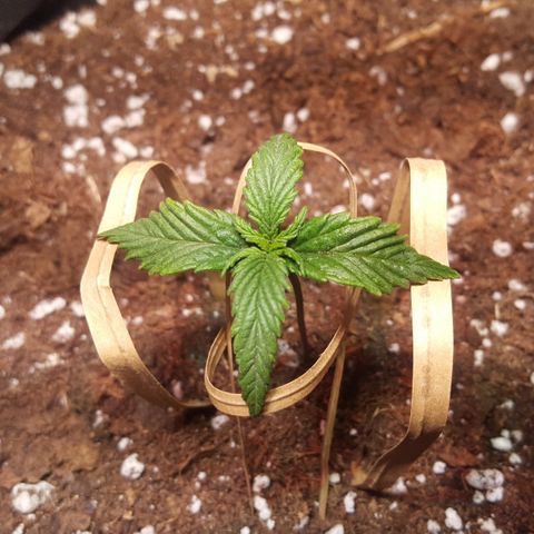 Anna growlog timeline photo