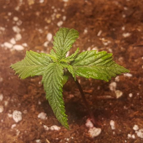 Anna growlog timeline photo
