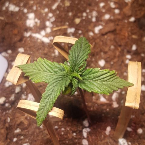 Anna growlog timeline photo