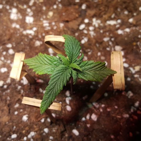 Anna growlog timeline photo