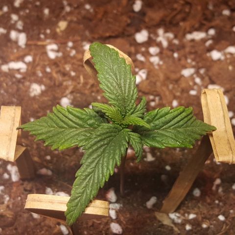 Anna growlog timeline photo