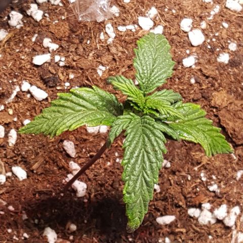 Anna growlog timeline photo